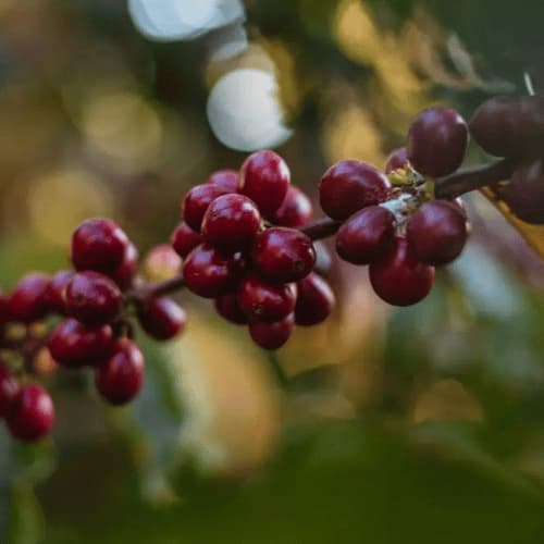 Brésil Samba reserve torréfacteur bordeaux café de spécialité