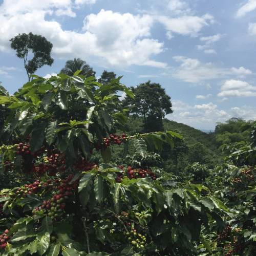 café de spécialité torréfacteur bordeaux