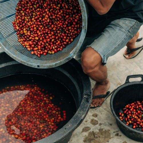 café de spécialité torréfacteur bordeaux