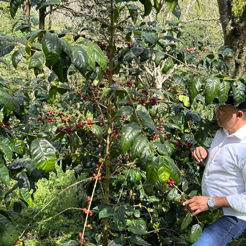 Café de spécialité Bordeaux Nicaragua Maragogype, torréfié à Bordeaux, process nature macération carbonique