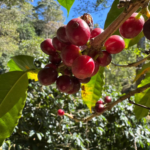 Café de spécialité Bordeaux Geisha Panama torréfié à Bordeaux