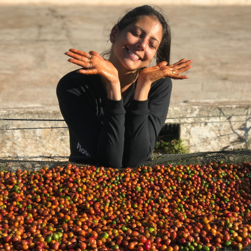 Café de spécialité Bordeaux Brésil torréfié à Bordeaux