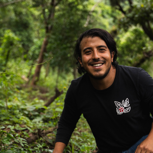 Café de spécialité Bordeaux Geisha Guatemala torréfié à Bordeaux